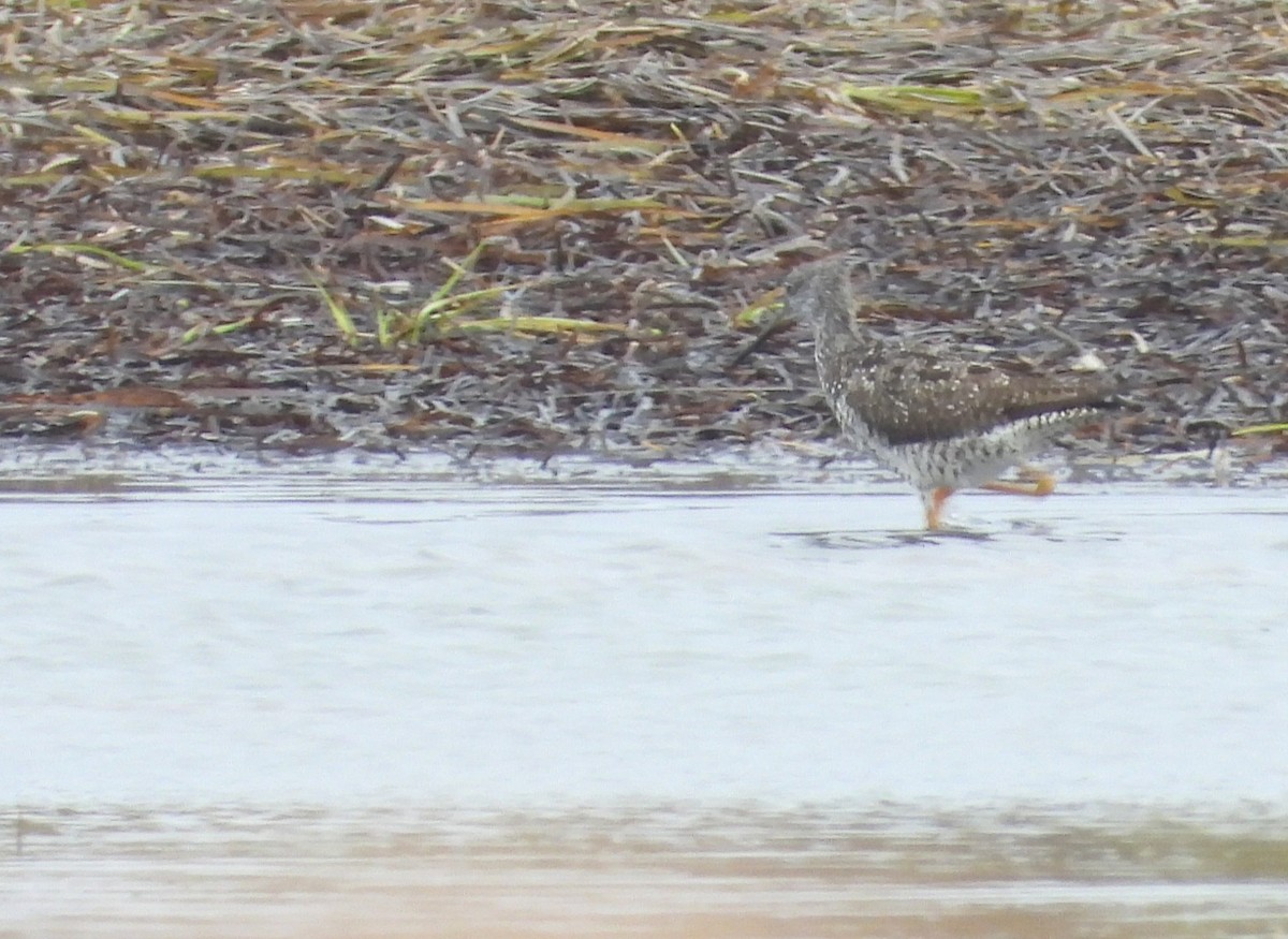 Greater Yellowlegs - ML641568489