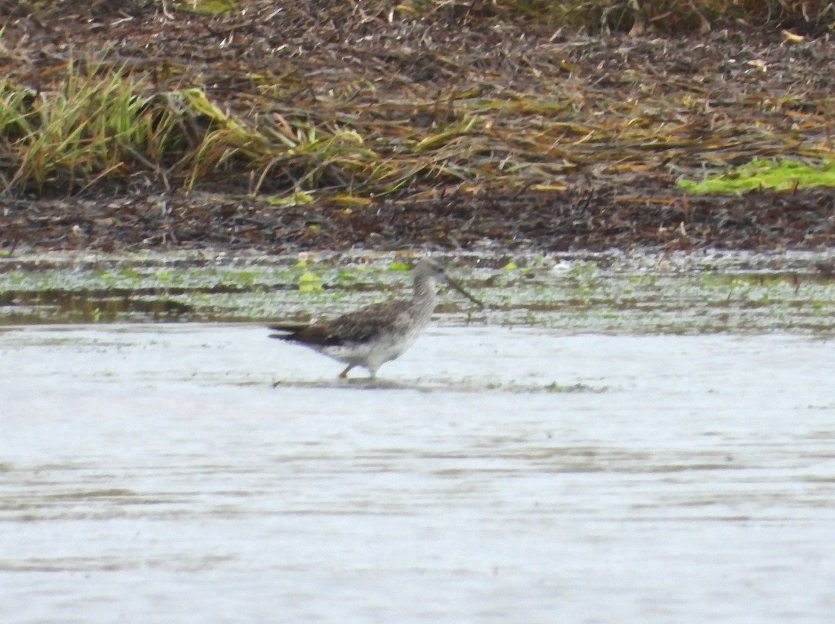 Greater Yellowlegs - ML641568490