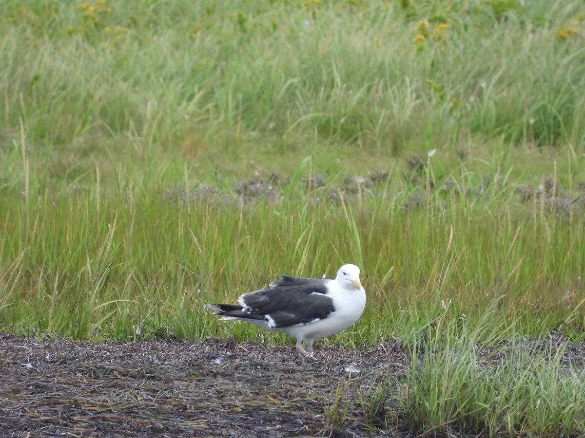 Great Black-backed Gull - ML641568512