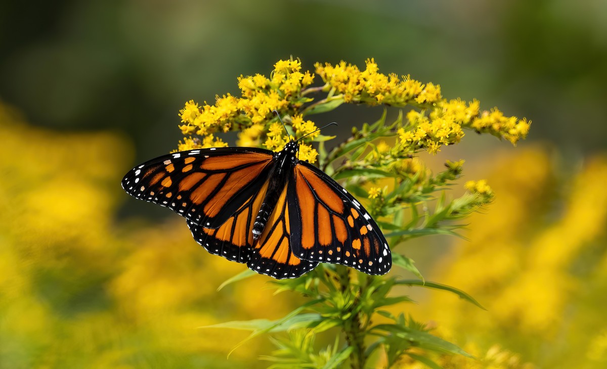 Insects - ML641568513