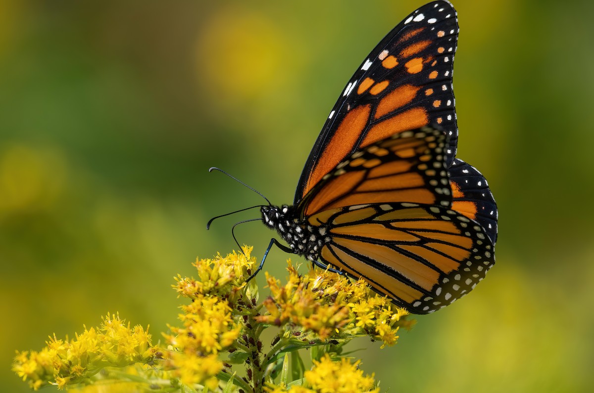 Insects - ML641568514