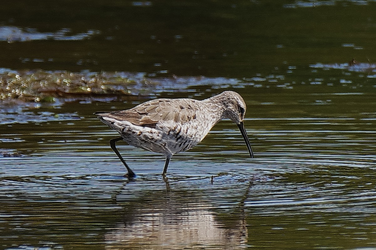 Bindenstrandläufer - ML641568528