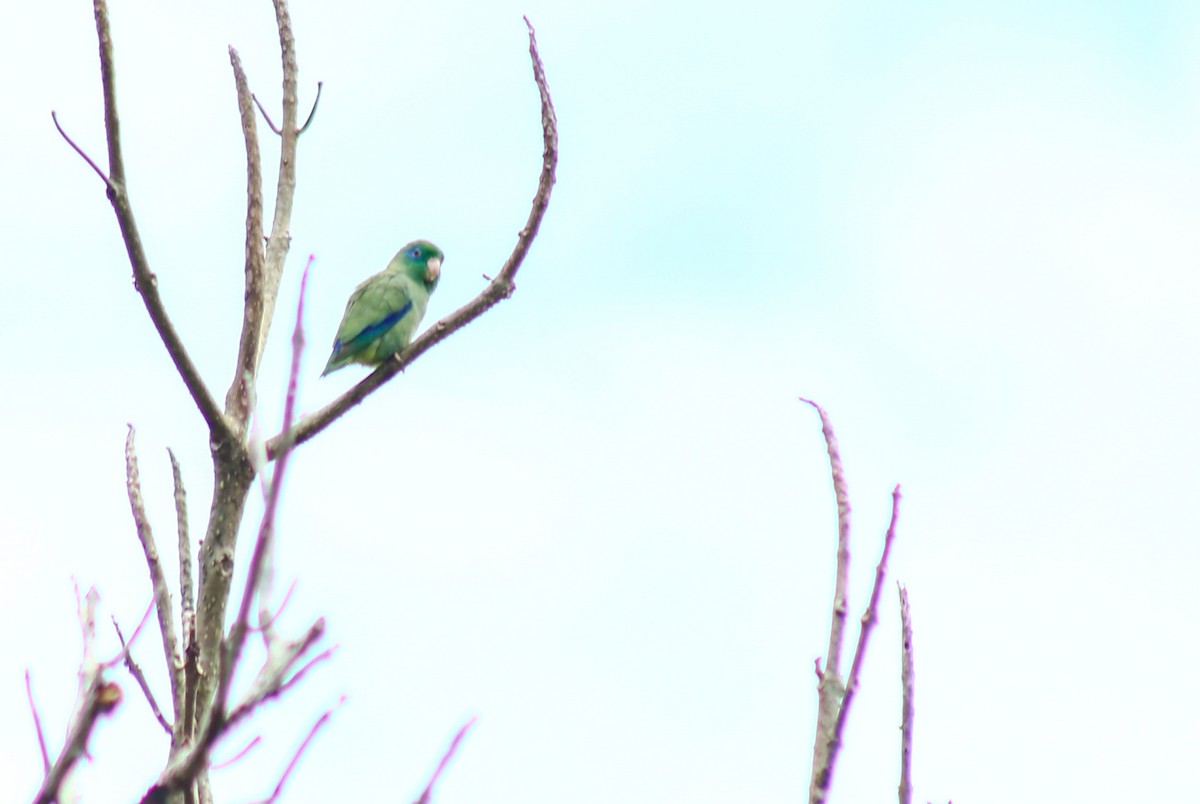 Spectacled Parrotlet - ML641568532