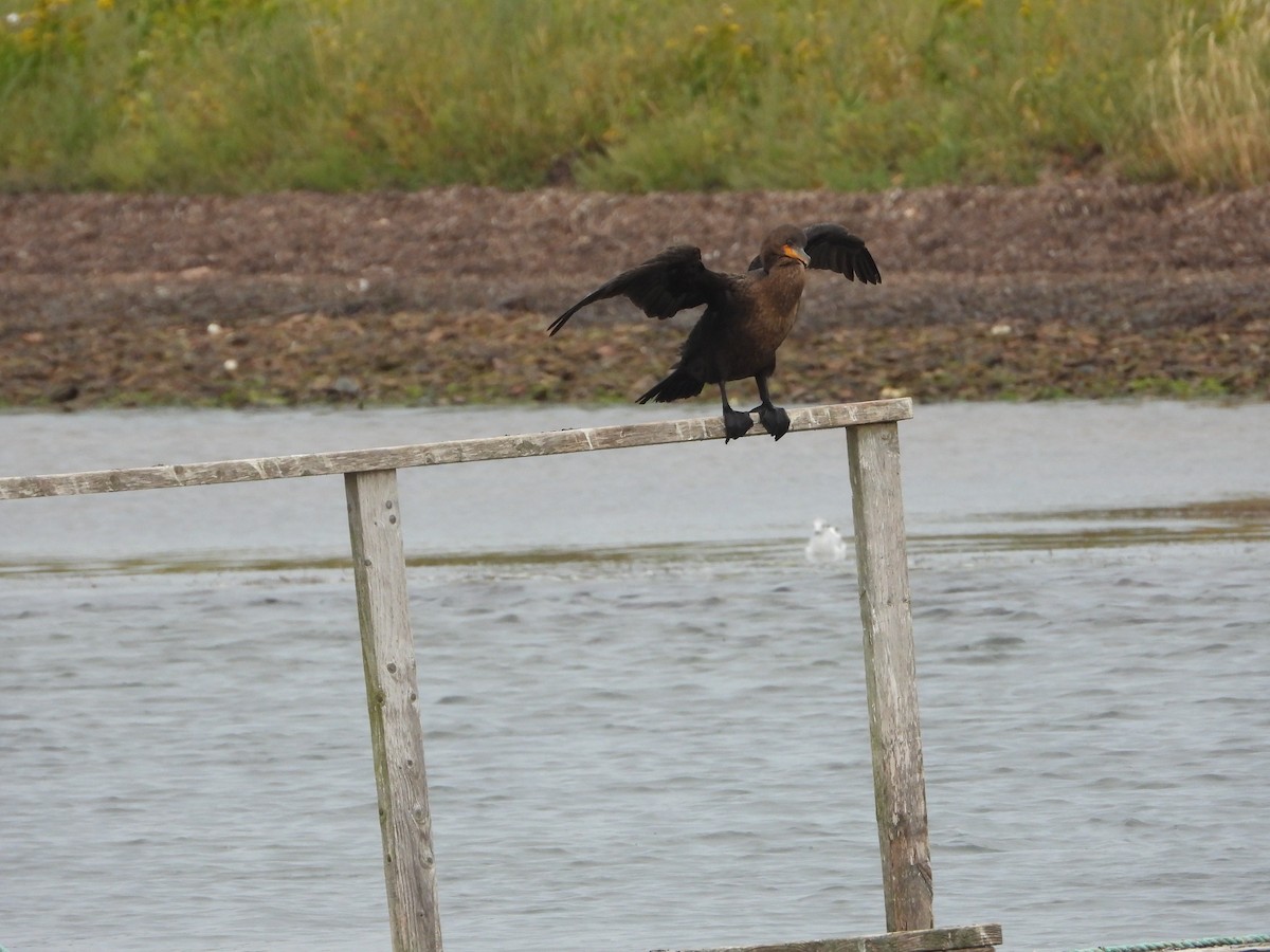 Double-crested Cormorant - ML641568558