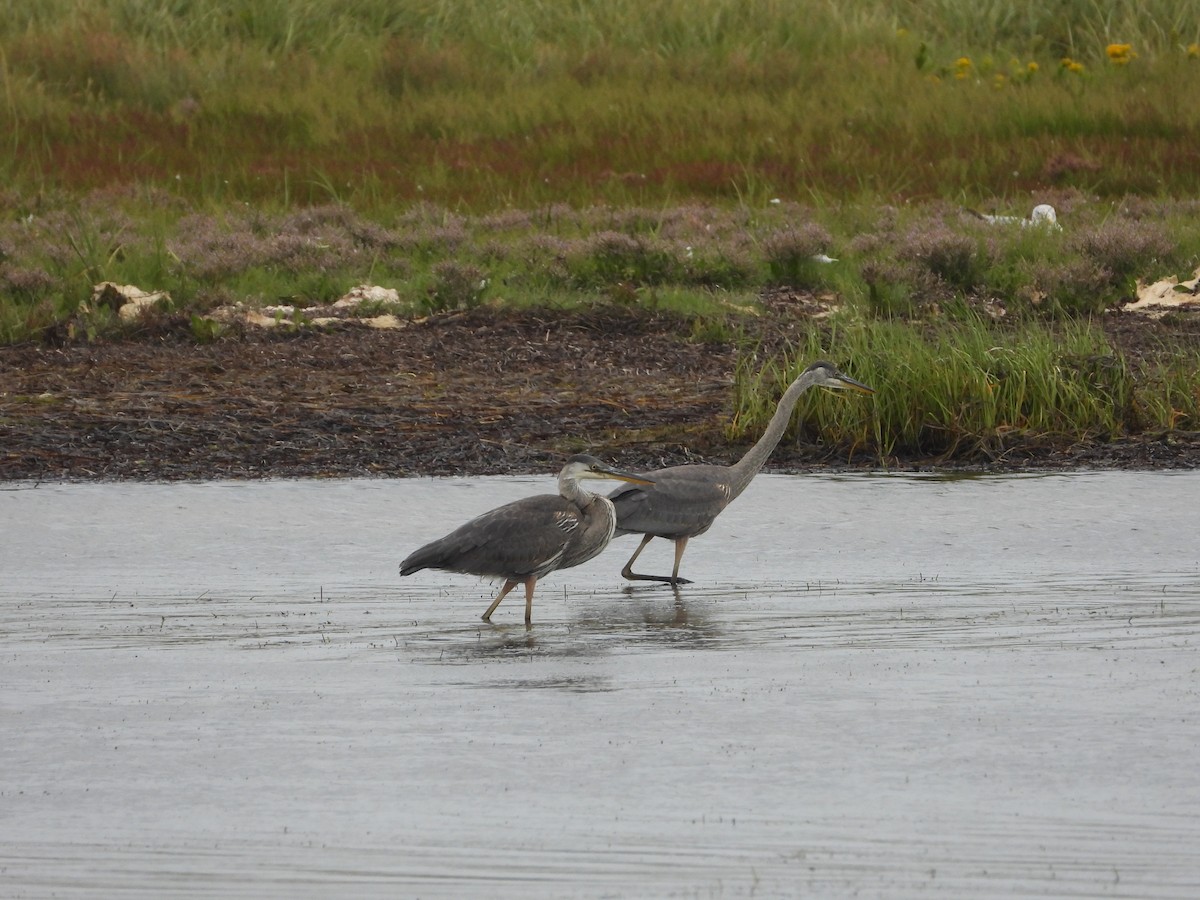Great Blue Heron - ML641568564