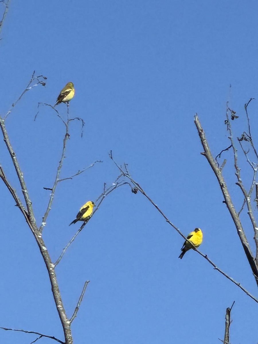 American Goldfinch - ML641568572