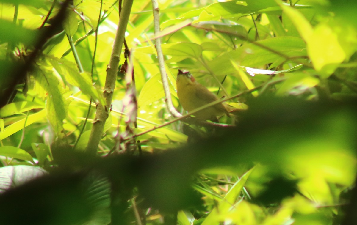 Chestnut-capped Warbler - ML641568600