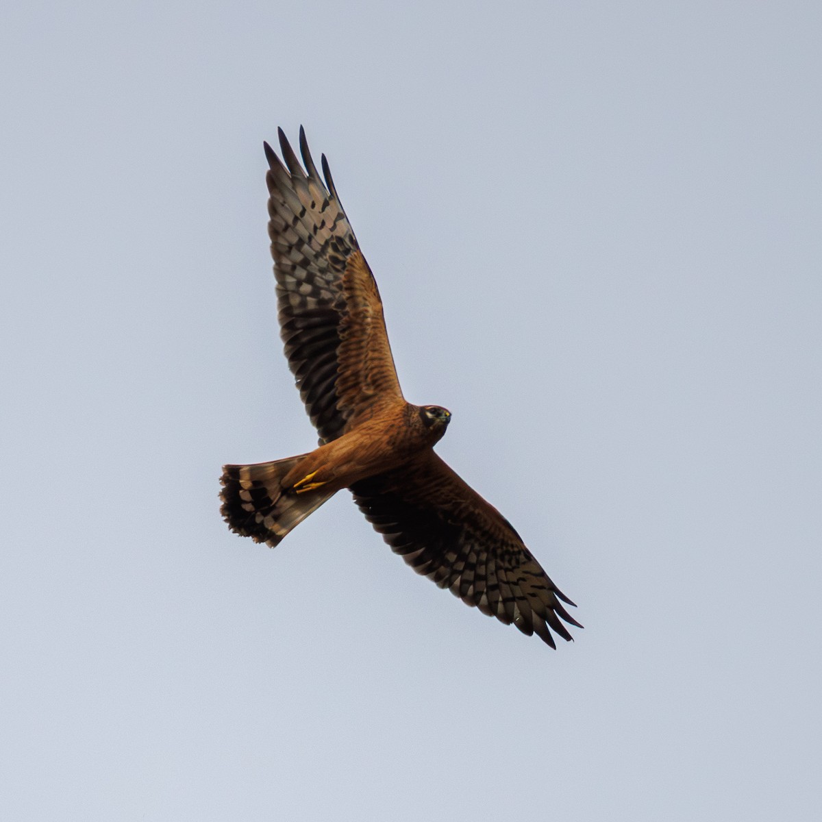 moták lužní - ML641568615