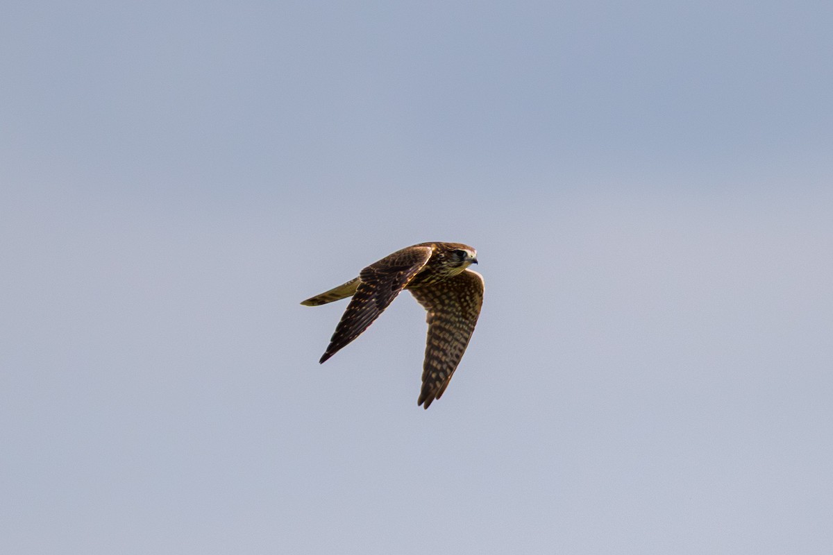 dřemlík tundrový - ML641568619