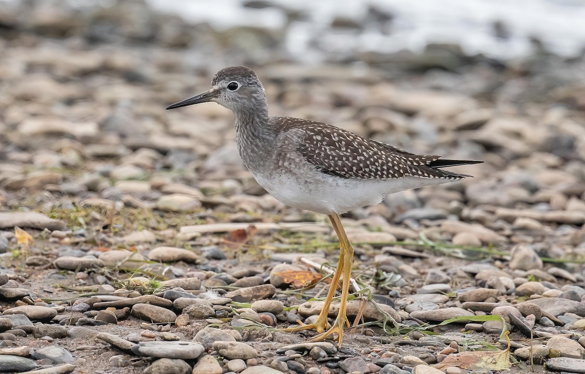 Lesser Yellowlegs - ML641568625