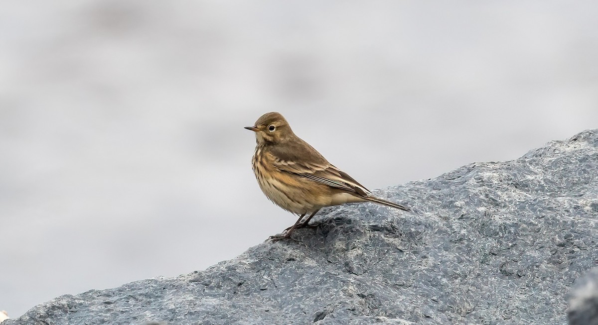 American Pipit - ML641568628