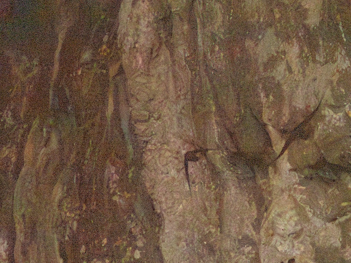 White-collared Swift - ML641568635