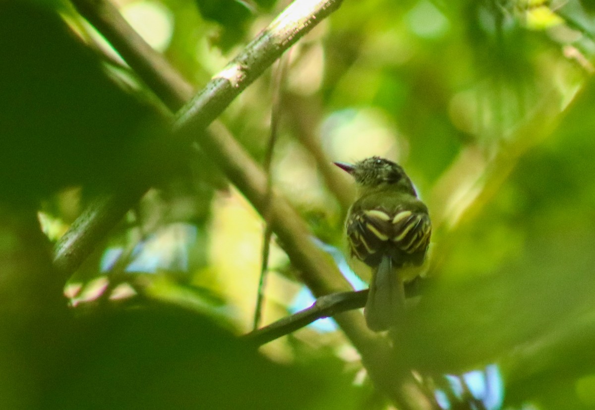 Slaty-capped Flycatcher - ML641568701