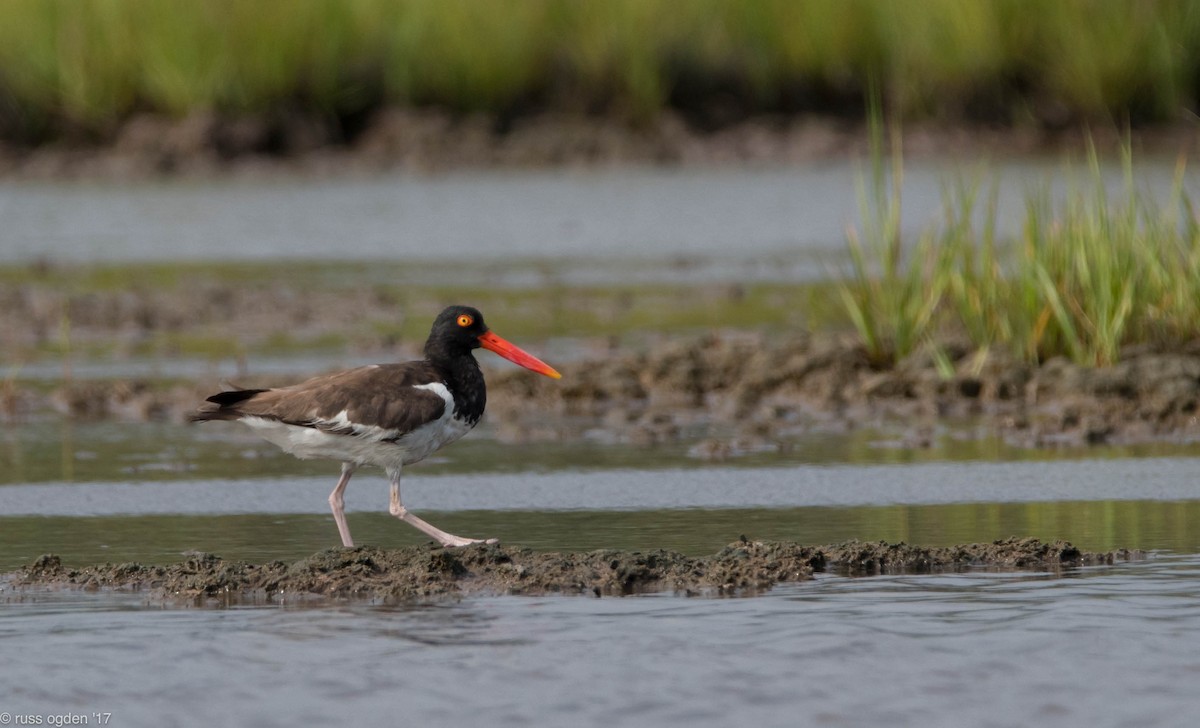 American Oystercatcher - ML64156871