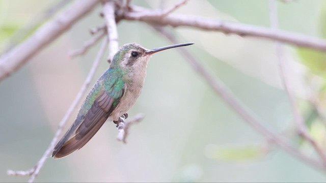 Broad-billed Hummingbird - ML641568755