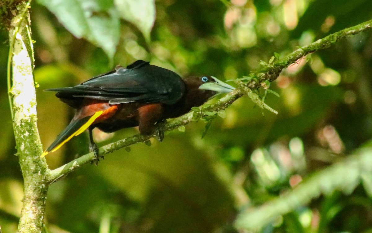 Chestnut-headed Oropendola - ML641568777