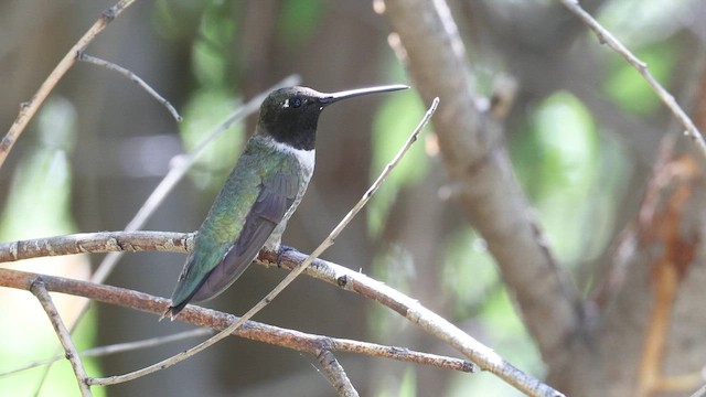kalypta černobradá - ML641568785