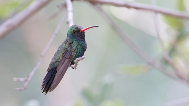 Broad-billed Hummingbird - ML641568806