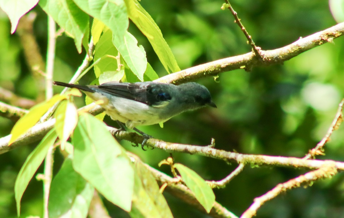 Plain-colored Tanager - ML641568807