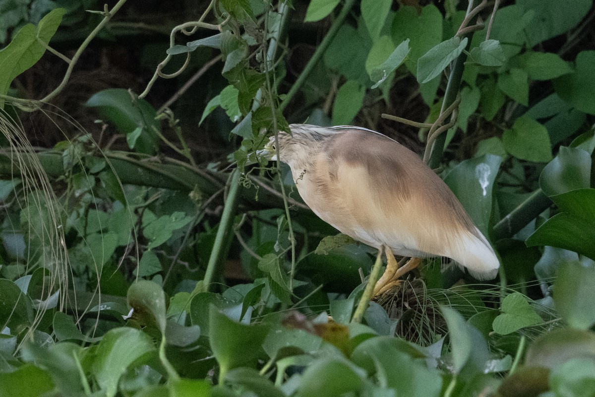 Squacco Heron - ML641568815