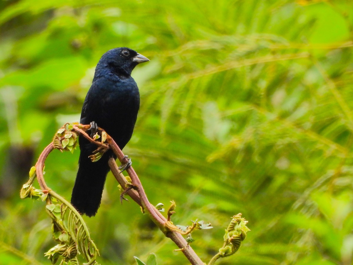 Blue-black Grassquit - ML641568858