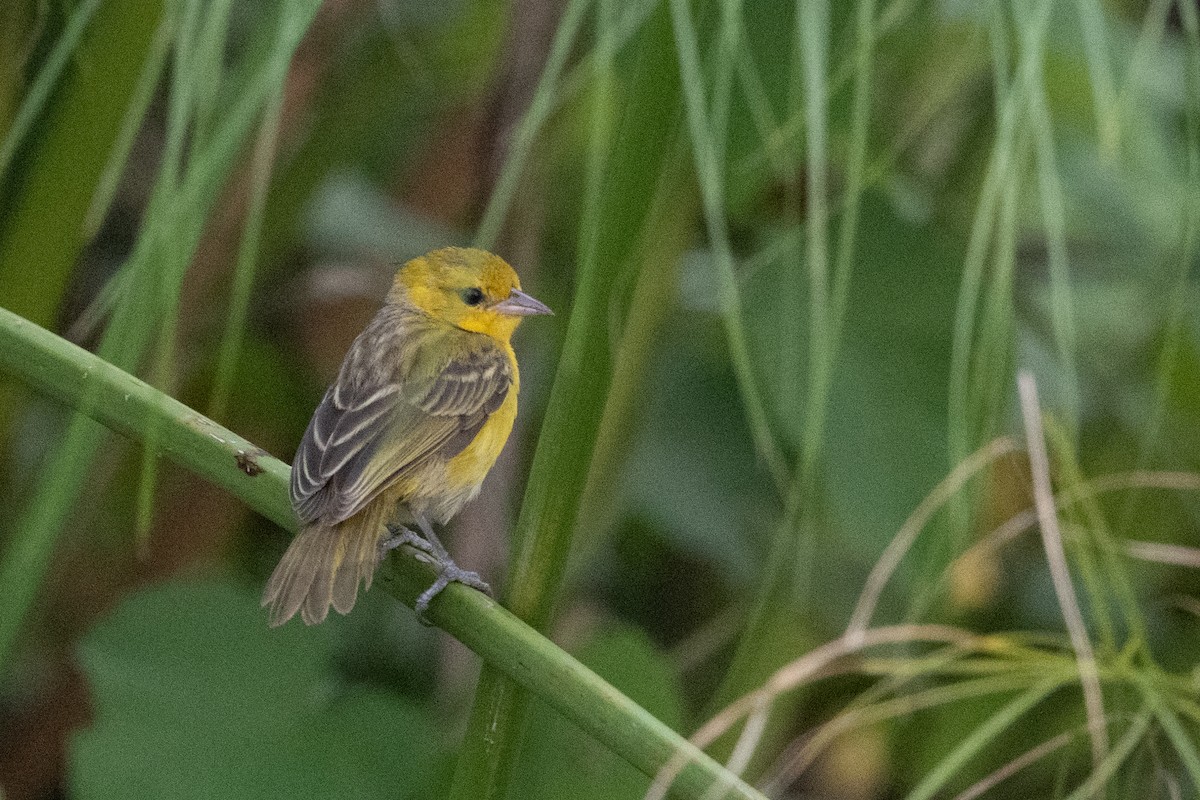 Slender-billed Weaver - ML641568864