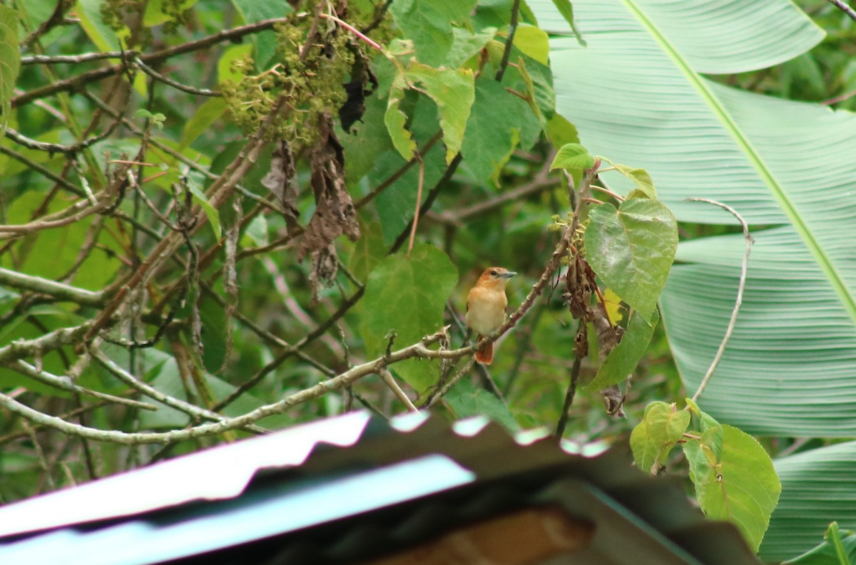Cinereous Becard - ML641568880