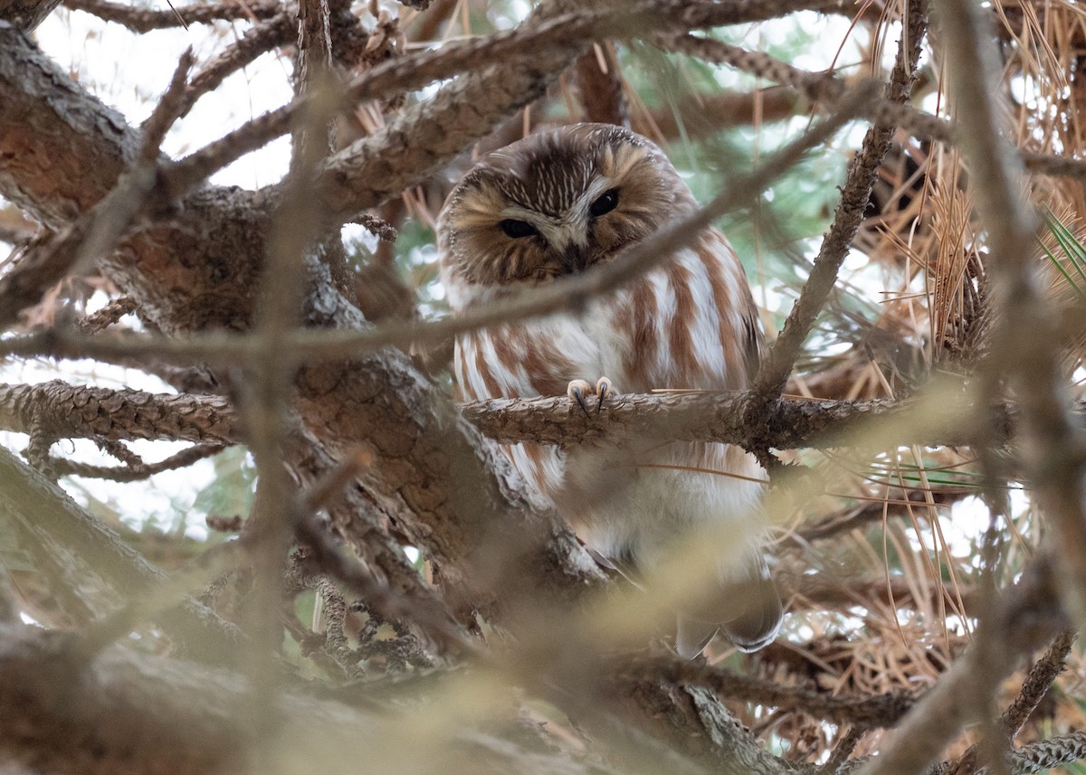 Northern Saw-whet Owl - ML641568932