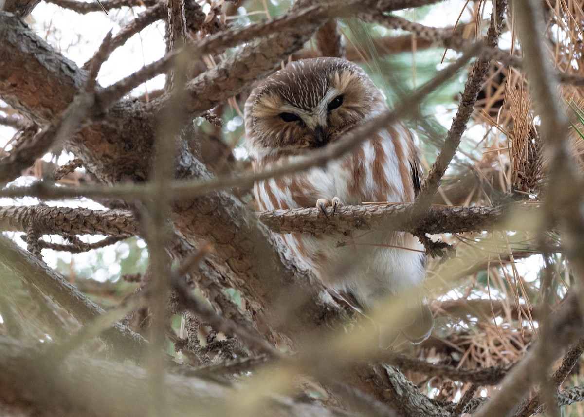 Northern Saw-whet Owl - ML641568933