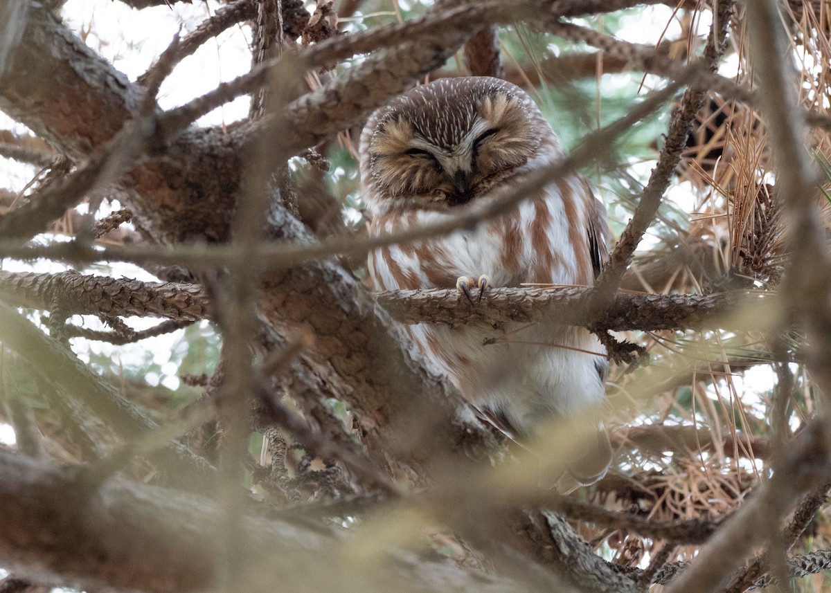 Northern Saw-whet Owl - ML641568934