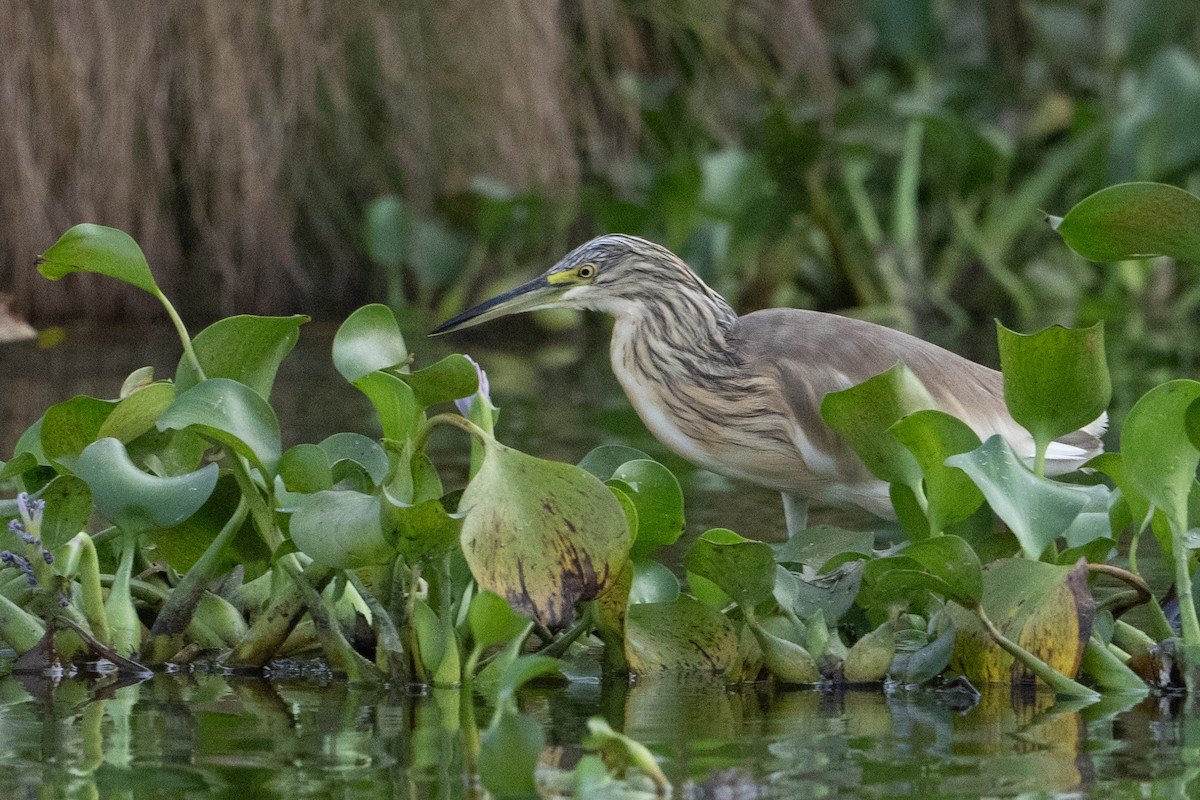 Squacco Heron - ML641568941