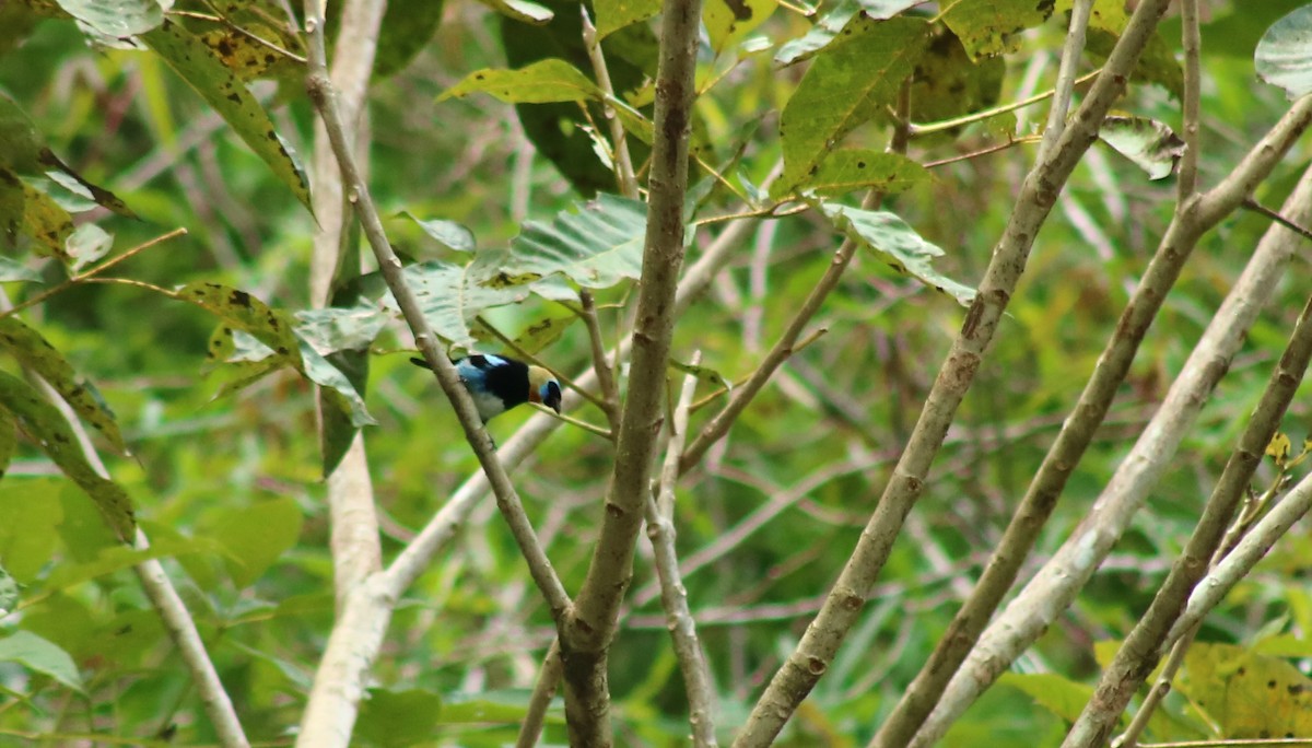 Golden-hooded Tanager - ML641568969