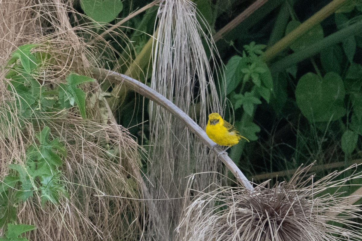 Slender-billed Weaver - ML641568971