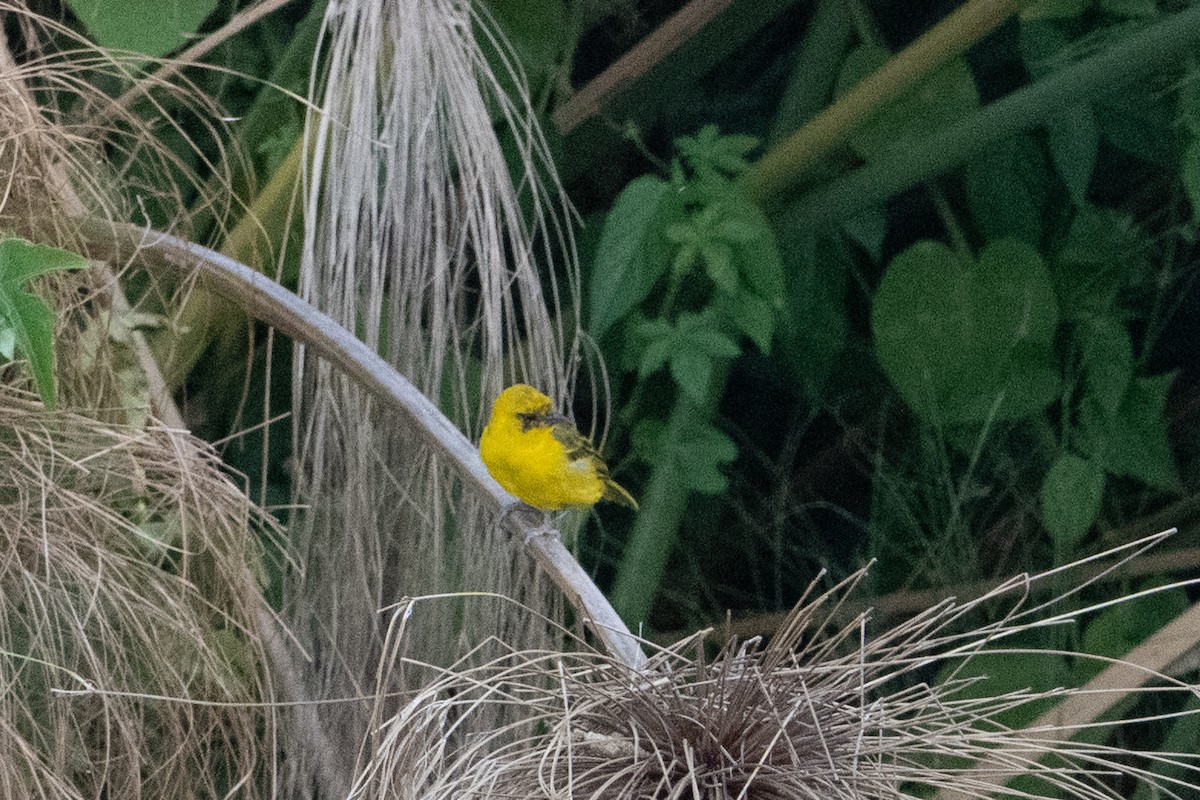 Slender-billed Weaver - ML641568976