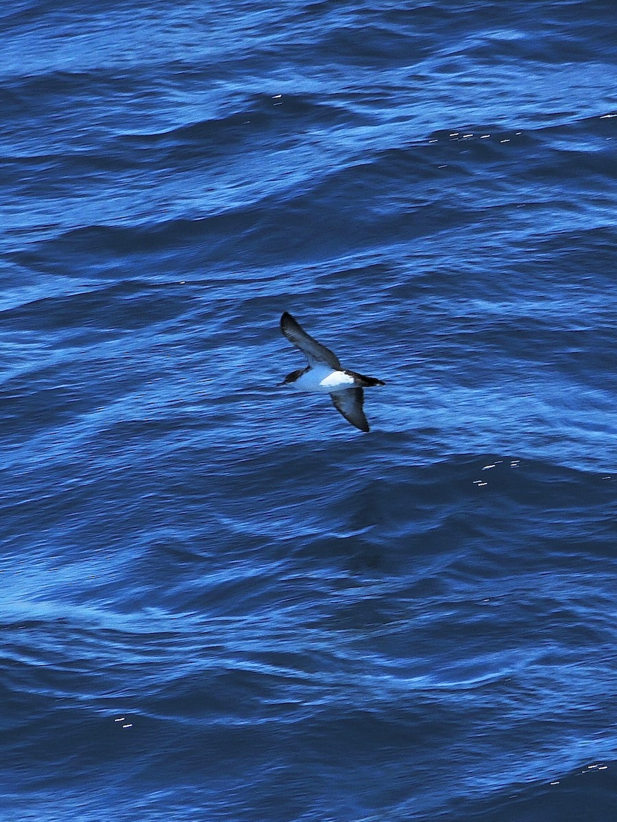Galapagos Yelkovanı - ML641569011