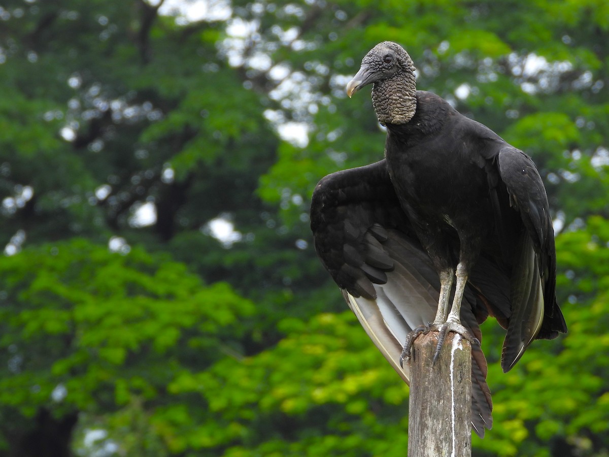 kondor havranovitý - ML641569023