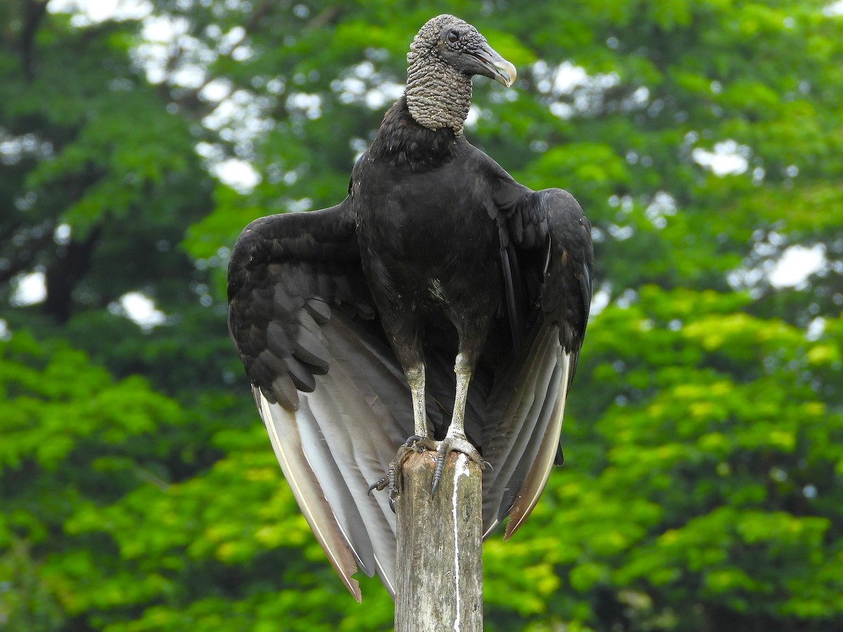 kondor havranovitý - ML641569024