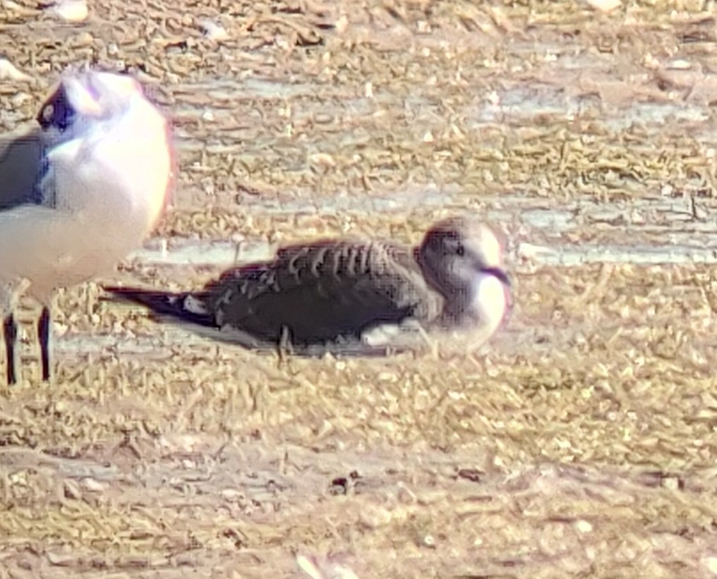 Sabine's Gull - ML641569065
