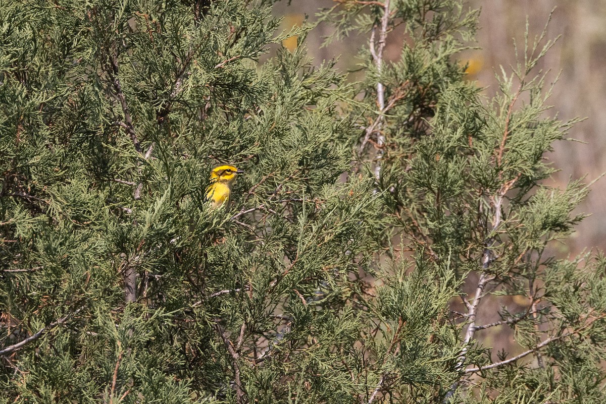 Townsend's Warbler - ML641569179