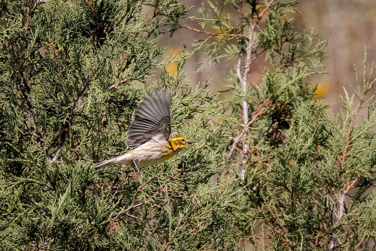 Townsend's Warbler - ML641569180