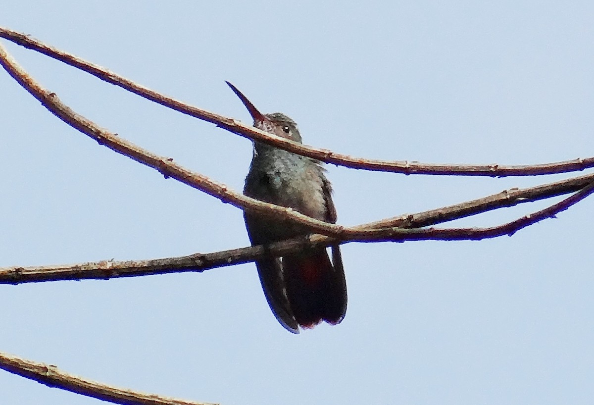 Rufous-tailed Hummingbird - ML64156921