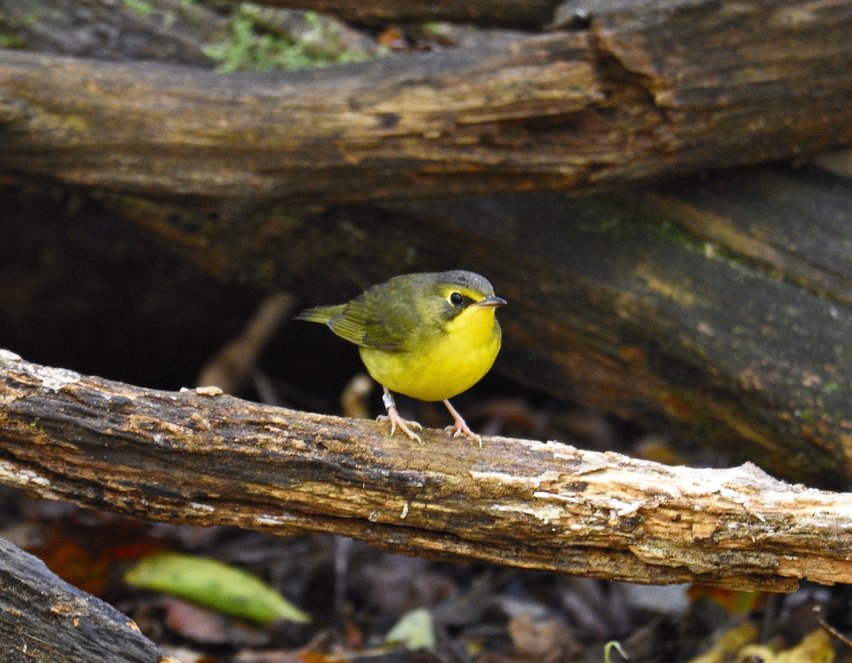 Kentucky Warbler - ML641569232