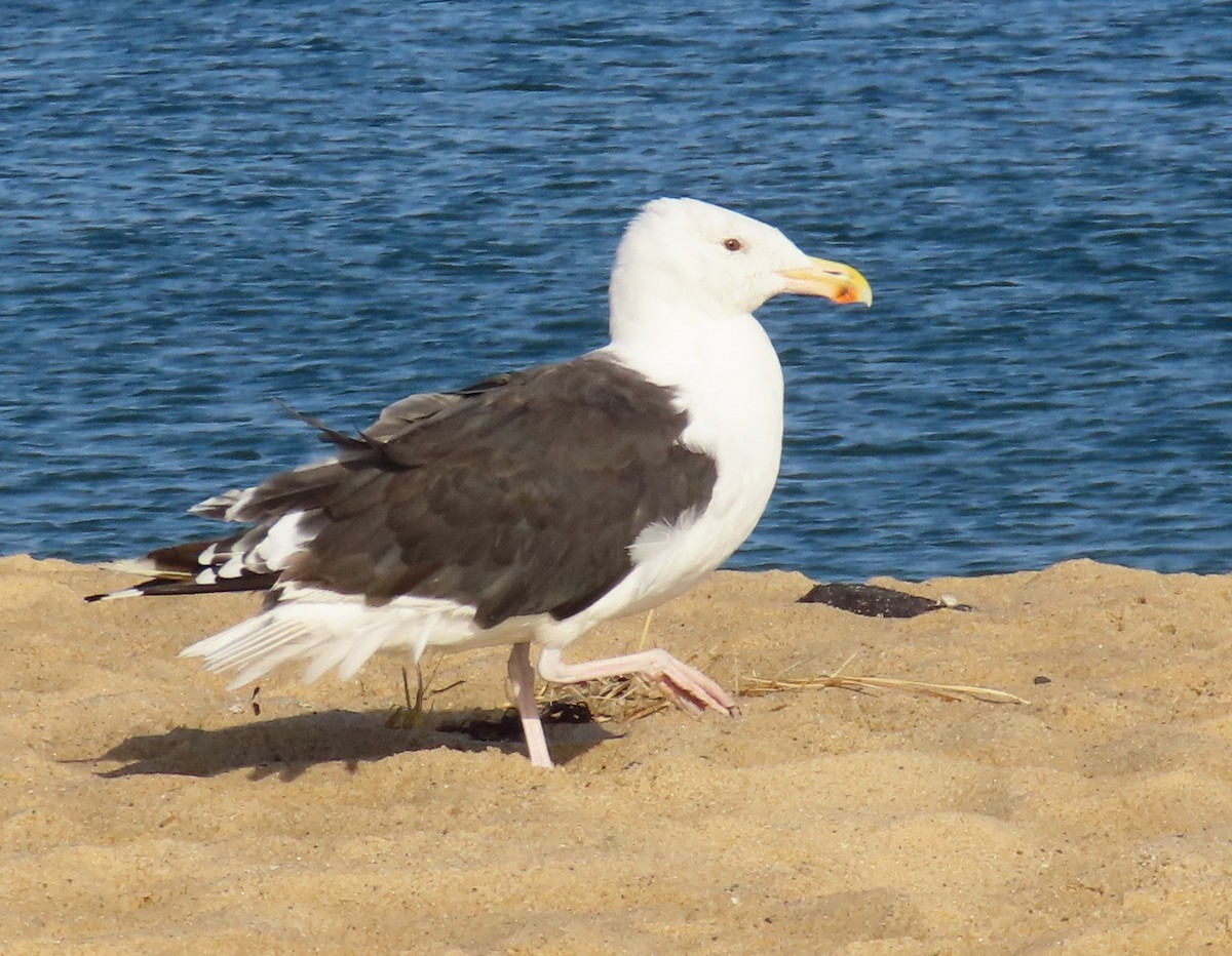 Great Black-backed Gull - ML641569252