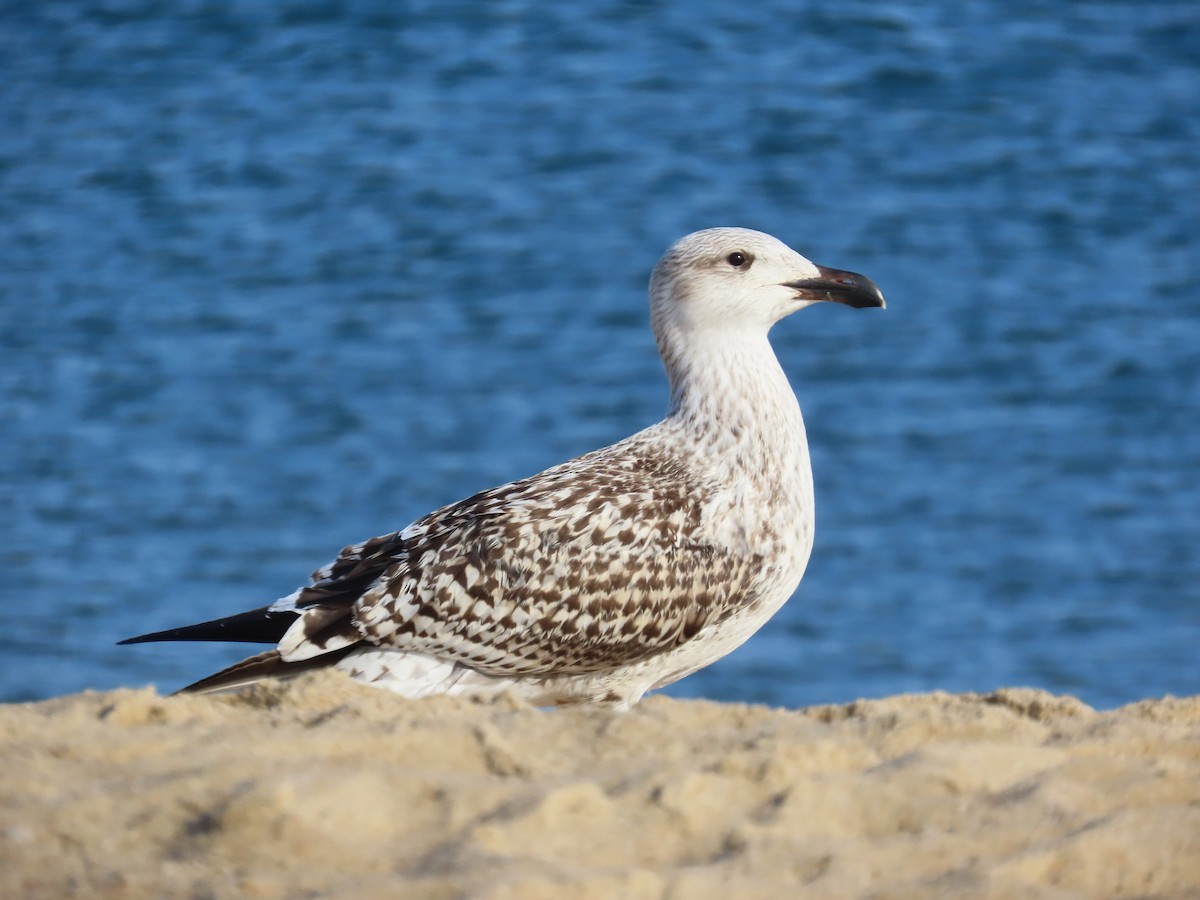 Great Black-backed Gull - ML641569253