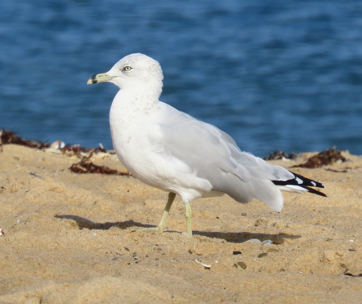 Ring-billed Gull - ML641569254