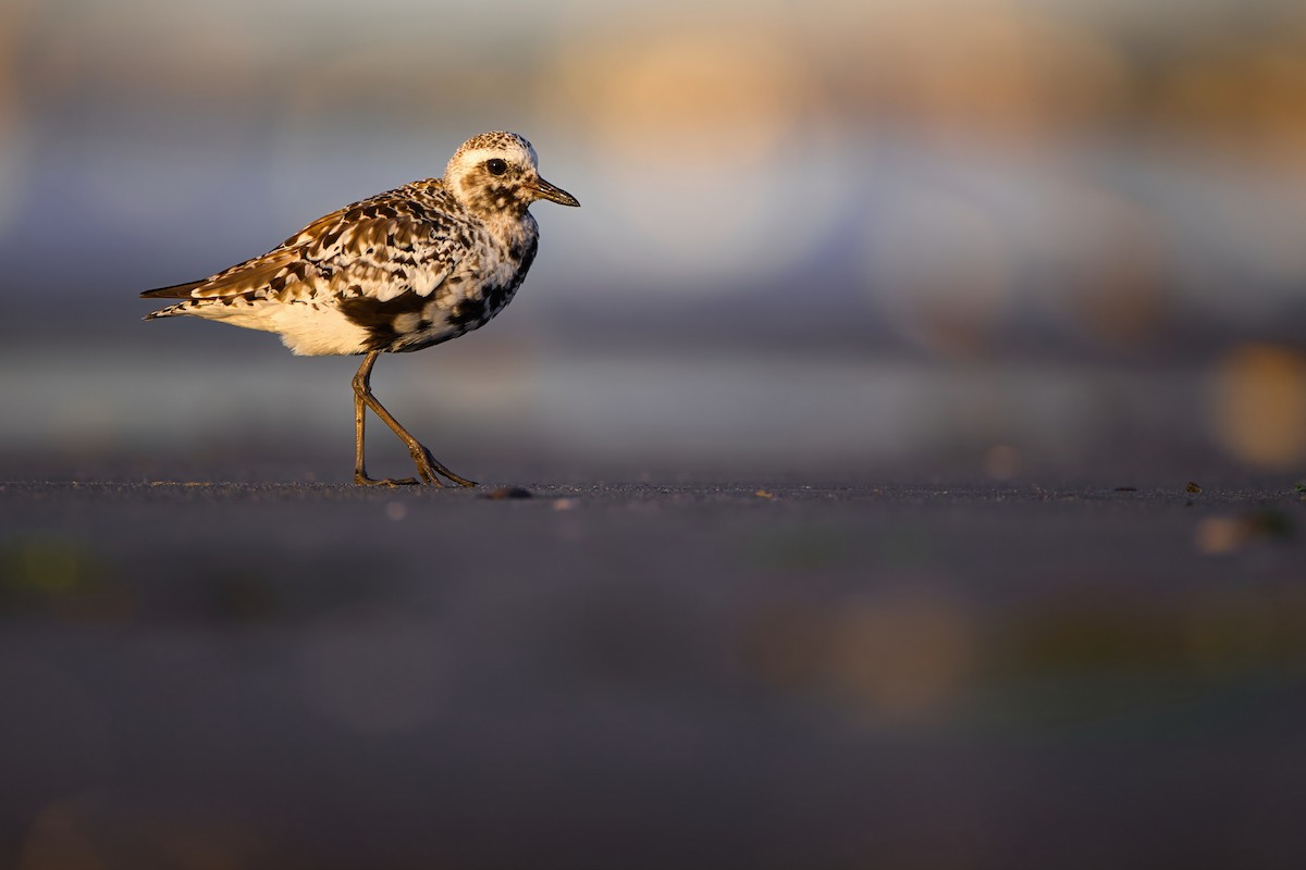 Black-bellied Plover - James Tornetta