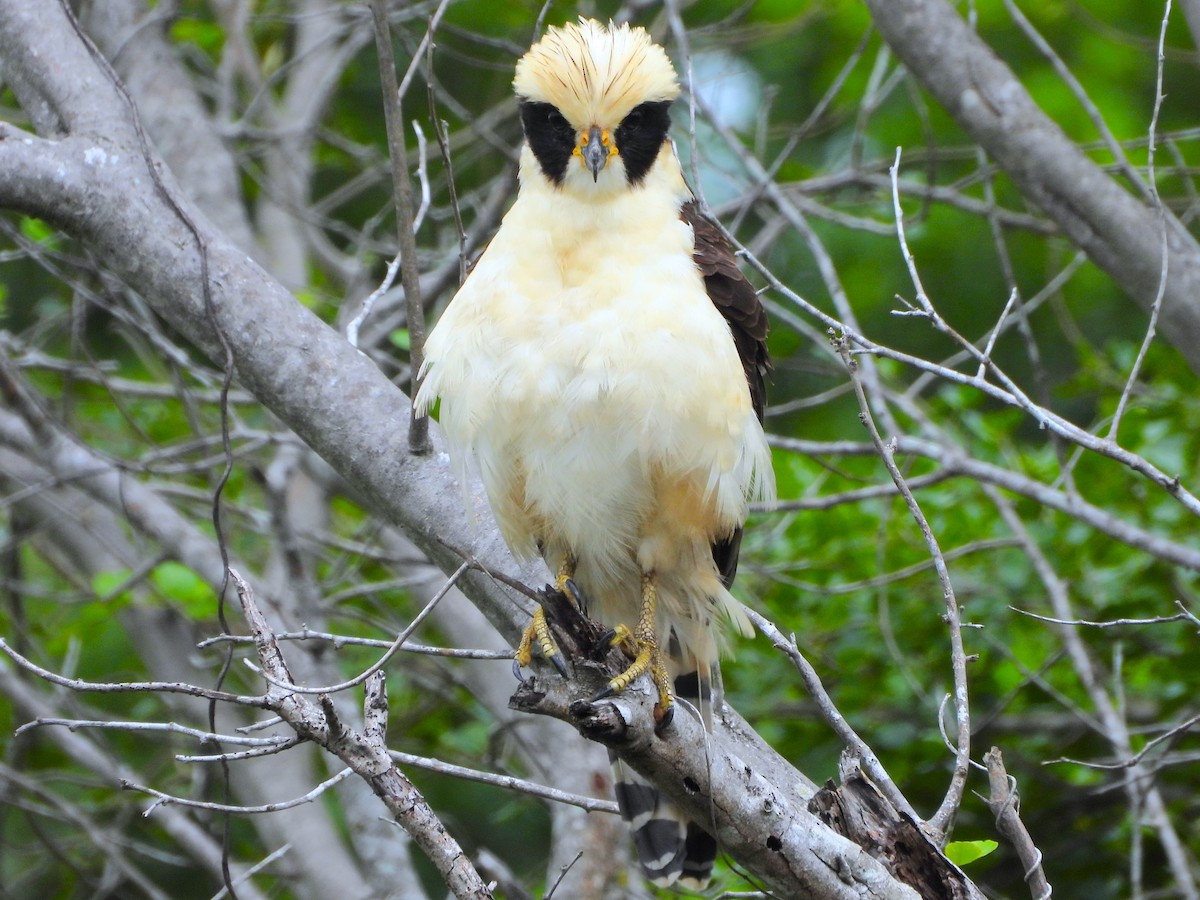 sokolec volavý - ML641569275