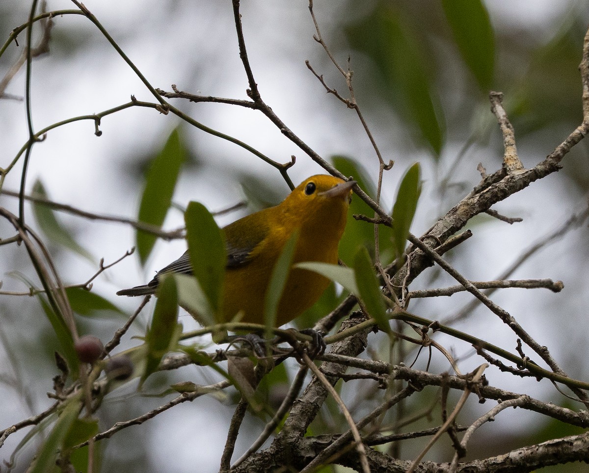 Prothonotary Warbler - ML641569276