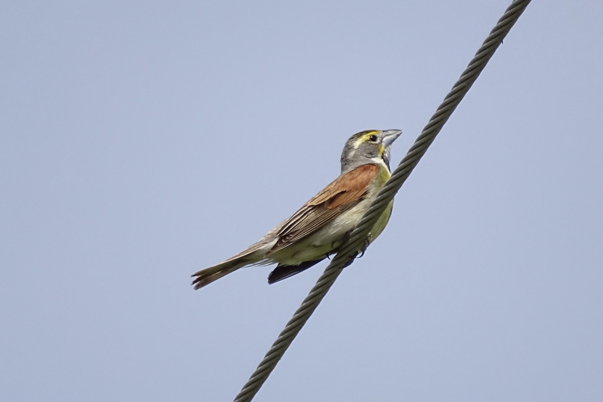 Dickcissel d'Amérique - ML641569283