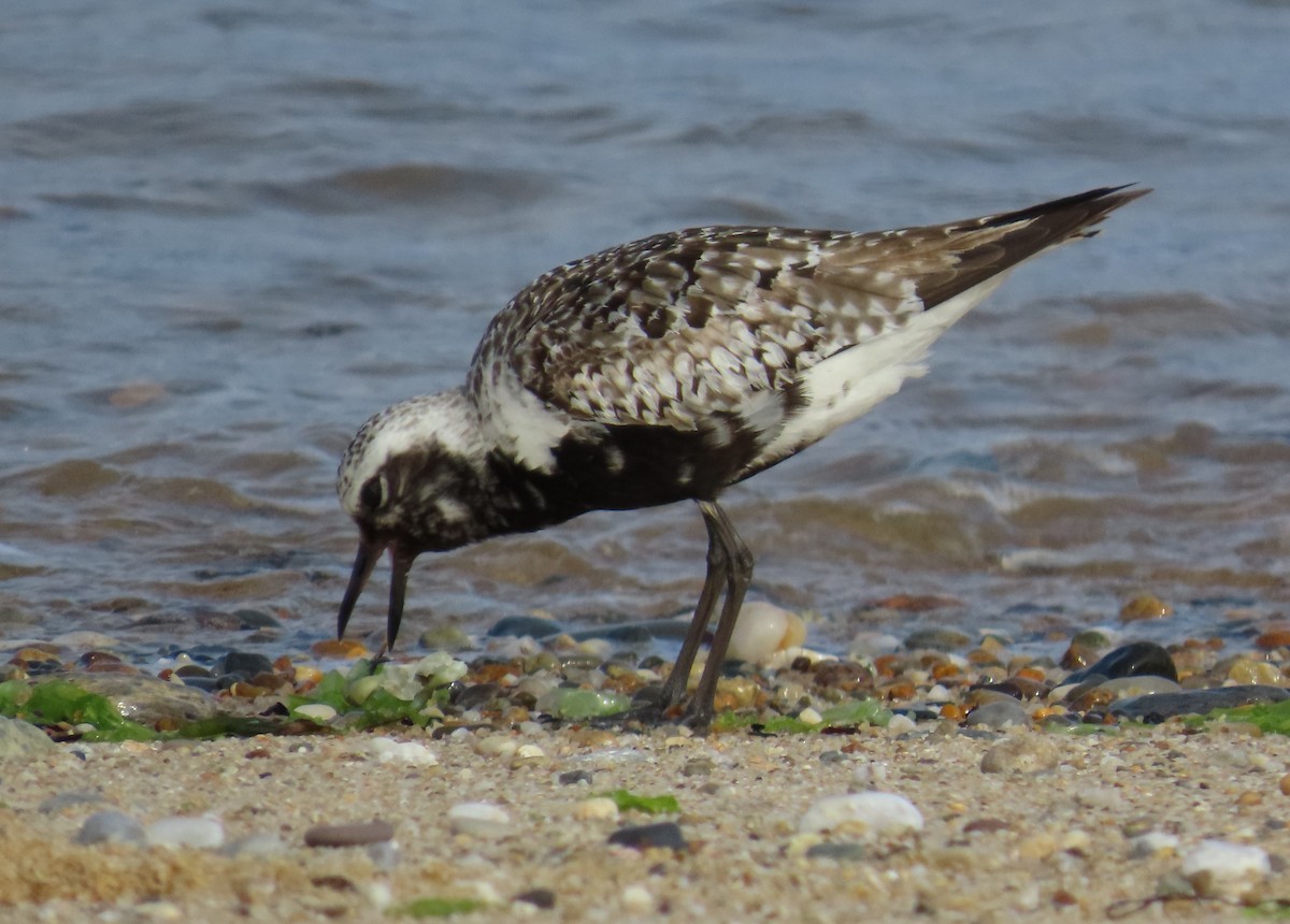 Black-bellied Plover - ML641569289